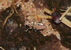 Naupactus optatus