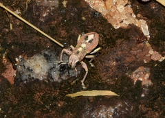 Naupactus optatus