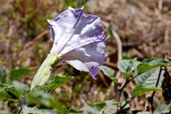 Datura wrightii