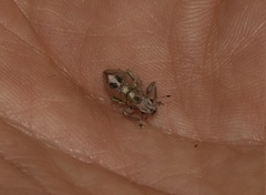 Naupactus optatus