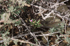 Trichodiadema setuliferum