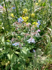 Borago officinalis