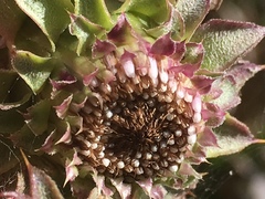 Cirsium fontinale obispoense