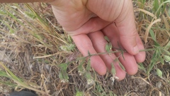 Silene bridgesii