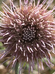 Cirsium fontinale obispoense
