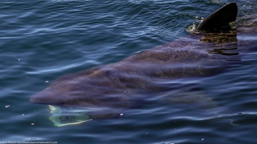 Basking shark photographed at California, US