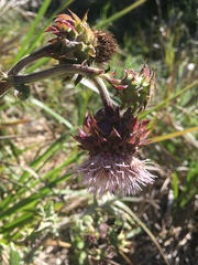Cirsium fontinale obispoense