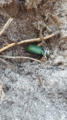 Carabidae