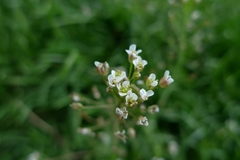Capsella bursa-pastoris