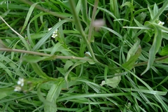 Capsella bursa-pastoris