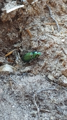 Carabidae