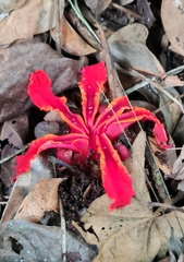 Etlingera littoralis