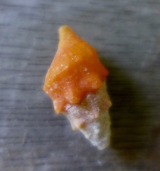 Cerithium litteratum