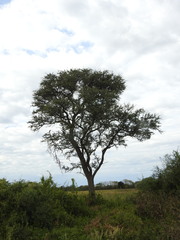 Geoffroea decorticans