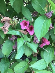 Weigela