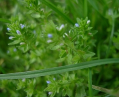 Veronica arvensis