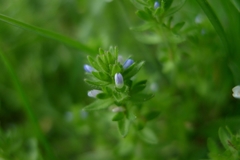 Veronica arvensis