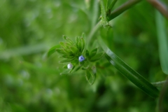 Veronica arvensis