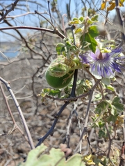 Passiflora arida