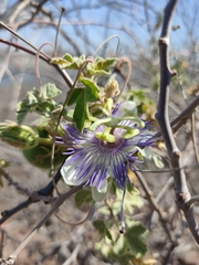 Passiflora arida