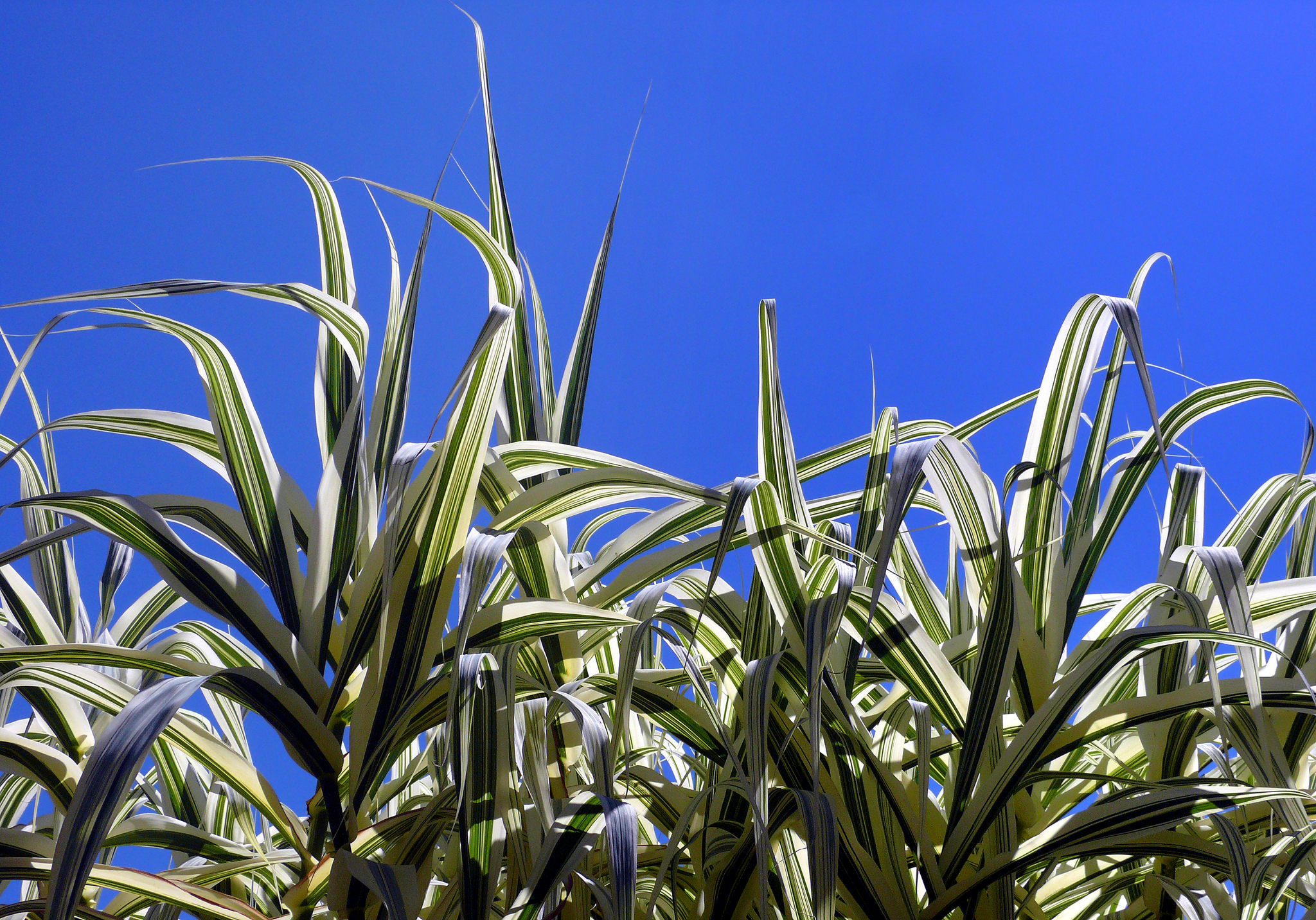 Arundo