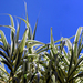 Arundo - Photo (c) James Gaither, some rights reserved (CC BY-NC-ND)