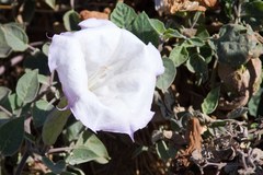 Datura wrightii