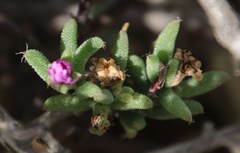 Trichodiadema setuliferum