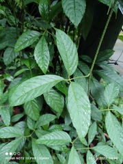 Tetrastigma leucostaphylum