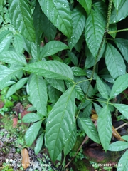 Tetrastigma leucostaphylum