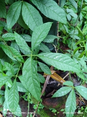 Tetrastigma leucostaphylum