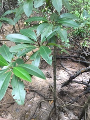 Rhizophora apiculata