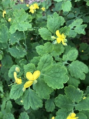 Chelidonium majus