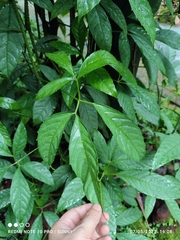 Tetrastigma leucostaphylum