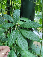 Tetrastigma leucostaphylum