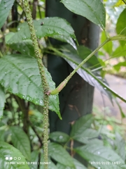 Tetrastigma leucostaphylum