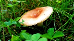 Russula silvicola
