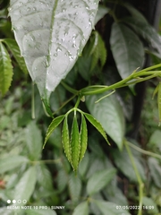 Tetrastigma leucostaphylum