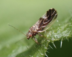 Cacopsylla fulguralis