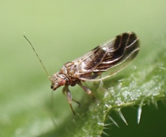 Cacopsylla fulguralis