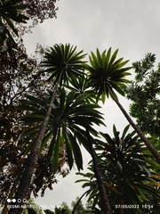 Barringtonia josephstaalensis
