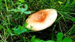 Russula silvicola