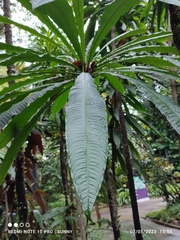 Barringtonia josephstaalensis