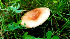 Russula silvicola