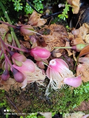 Barringtonia josephstaalensis
