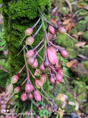 Barringtonia josephstaalensis