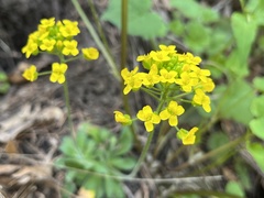 Draba asprella