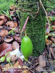 Barringtonia josephstaalensis