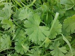 Geranium pusillum