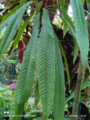 Barringtonia josephstaalensis